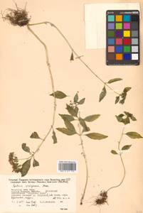 Hylotelephium viviparum (Maxim.) H. Ohba, Siberia, Russian Far East (S6) (Russia)