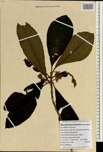 Rhynchotechum obovatum (Griff.) B.L. Burtt, South Asia, South Asia (Asia outside ex-Soviet states and Mongolia) (ASIA) (Vietnam)