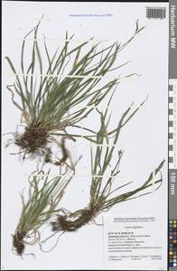 Carex digitata L., Eastern Europe, Central forest-and-steppe region (E6) (Russia)