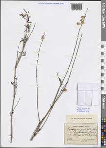 Onobrychis pulchella Schrenk ex Fisch. & C.A.Mey., Middle Asia, Pamir & Pamiro-Alai (M2) (Uzbekistan)