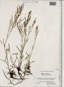 Rumex acetosella L., Eastern Europe, Central region (E4) (Russia)