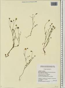 Crepis tectorum L., Eastern Europe, Lower Volga region (E9) (Russia)