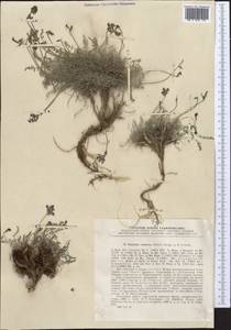 Oxytropis immersa (Baker)B.Fedtsch., Middle Asia, Pamir & Pamiro-Alai (M2) (Tajikistan)