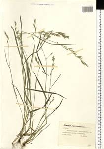 Bromus racemosus L., Eastern Europe, Central region (E4) (Russia)