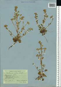 Cochlearia groenlandica L., Eastern Europe, Northern region (E1) (Russia)