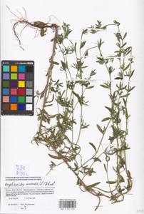 Buglossoides arvensis, Eastern Europe, Moscow region (E4a) (Russia)