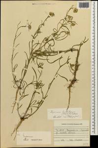 Erysimum leucanthemum (Stephan) B. Fedtsch., Caucasus, North Ossetia, Ingushetia & Chechnya (K1c) (Russia)