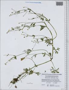 Ranunculus reptabundus Rupr., Eastern Europe, Northern region (E1) (Russia)
