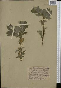 Salix bebbiana Sarg., Siberia, Yakutia (S5) (Russia)