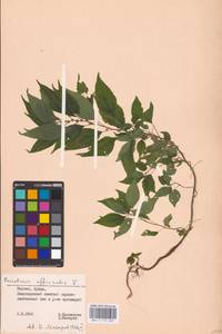 Parietaria officinalis L., Eastern Europe, Lithuania (E2a) (Lithuania)