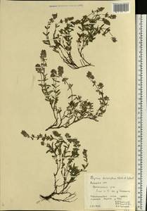 Thymus × dimorphus Klokov & Des.-Shost., Eastern Europe, Central forest-and-steppe region (E6) (Russia)