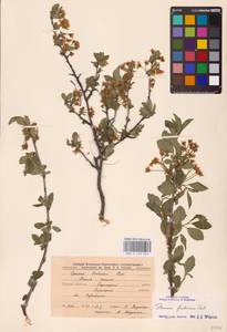 Prunus fruticosa Pall., Eastern Europe, Central forest-and-steppe region (E6) (Russia)