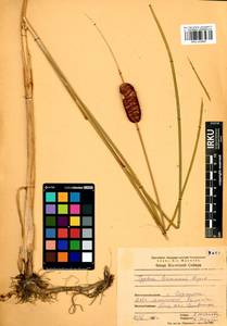 Typha laxmannii Lepech., Siberia, Baikal & Transbaikal region (S4) (Russia)