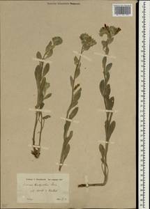Onosma sericea Willd., South Asia, South Asia (Asia outside ex-Soviet states and Mongolia) (ASIA) (Turkey)