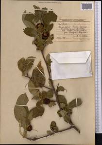 Malus, Middle Asia, Western Tian Shan & Karatau (M3)