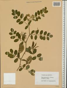 Astragalus glycyphyllos L., Eastern Europe, Central forest region (E5) (Russia)