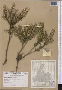 Lepidium campestre (L.) W.T. Aiton, America (AMER) (Canada)