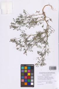 Fumaria vaillantii Loisel., Eastern Europe, Rostov Oblast (E12a) (Russia)