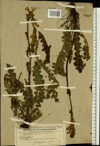 Pedicularis sceptrum-carolinum L., Eastern Europe, Volga-Kama region (E7) (Russia)