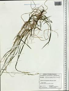 Elymus macrourus (Turcz. ex Steud.) Tzvelev, Siberia, Central Siberia (S3) (Russia)