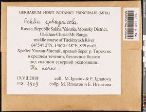 Pohlia sphagnicola (Bruch & Schimp.) Broth., Bryophytes, Bryophytes - Yakutia (B19) (Russia)