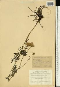 Klasea radiata subsp. radiata, Eastern Europe, Central forest-and-steppe region (E6) (Russia)
