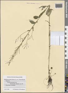 Barbarea arcuata (Opiz ex J. Presl & C. Presl) Rchb., Eastern Europe, Northern region (E1) (Russia)