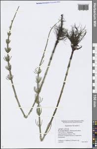 Equisetum fluviatile L., Eastern Europe, Central region (E4) (Russia)