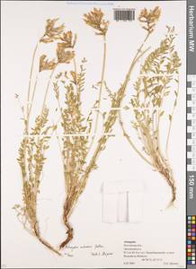Astragalus reduncus Pall., Eastern Europe, Rostov Oblast (E12a) (Russia)