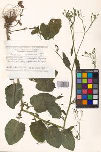 Lapsana communis, Eastern Europe, Moscow region (E4a) (Russia)