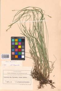 Carex brizoides L., Eastern Europe, West Ukrainian region (E13) (Ukraine)