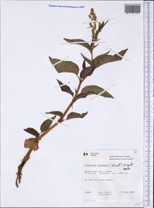 Koenigia lapathifolia (Cham. & Schltdl.) M. H. J. van der Meer, America (AMER) (Canada)