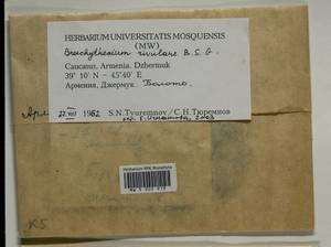 Brachythecium rivulare Schimp., Bryophytes, Bryophytes - Transcaucasia (B13) (Armenia)