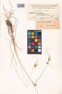 Carex oederi var. bergrothii (Palmgr.) Hedrén & Lassen, Eastern Europe, Northern region (E1) (Russia)