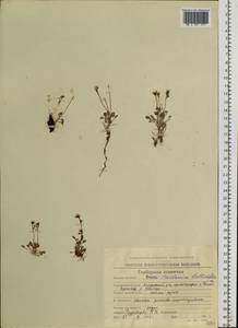 Cardamine bellidifolia L., Siberia, Chukotka & Kamchatka (S7) (Russia)