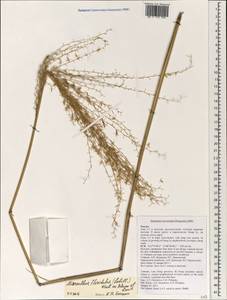 Miscanthus floridulus (Labill.) Warb. ex K.Schum. & Lauterb., South Asia, South Asia (Asia outside ex-Soviet states and Mongolia) (ASIA) (Vietnam)