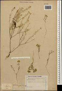 Meniocus linifolius (Stephan ex Willd.) DC., Caucasus (no precise locality) (K0)