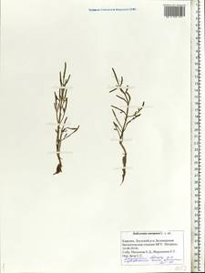 Salicornia europaea L., Eastern Europe, Northern region (E1) (Russia)