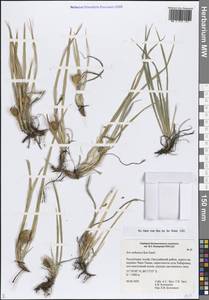 Iris ruthenica Ker Gawl., Siberia, Altai & Sayany Mountains (S2) (Russia)
