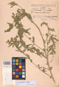 Atriplex sagittata Borkh., Eastern Europe, Lower Volga region (E9) (Russia)