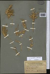 Girgensohnia oppositiflora (Pall.) Fenzl, Middle Asia, Pamir & Pamiro-Alai (M2) (Uzbekistan)