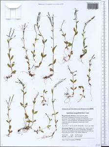 Epilobium anagallidifolium Lam., Eastern Europe, Northern region (E1) (Russia)