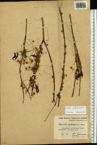 Cuscuta epithymum (L.) L., Eastern Europe, Moscow region (E4a) (Russia)