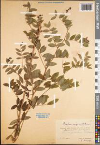 Lathyrus niger (L.)Bernh., Eastern Europe, Western region (E3) (Russia)