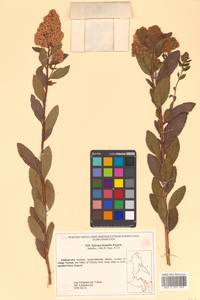 Spiraea salicifolia L., Siberia, Russian Far East (S6) (Russia)