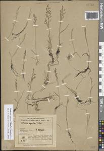 Catabrosa aquatica (L.) P.Beauv., Eastern Europe, Northern region (E1) (Russia)