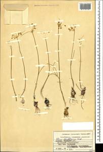 Allium pseudoflavum Vved., Caucasus, Armenia (K5) (Armenia)