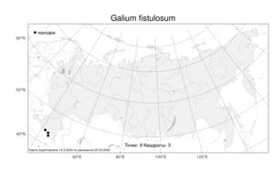 Galium fistulosum Sommier & Levier, Atlas of the Russian Flora (FLORUS) (Russia)