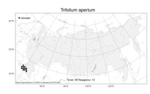 Trifolium apertum Bobrov, Atlas of the Russian Flora (FLORUS) (Russia)