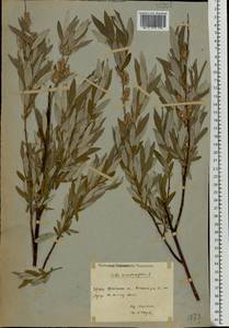 Salix rosmarinifolia L., Eastern Europe, Eastern region (E10) (Russia)